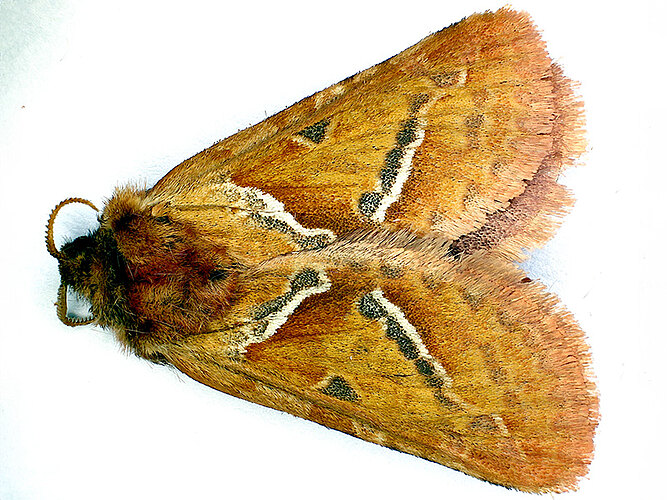 sylvina