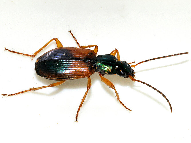 dorsalis