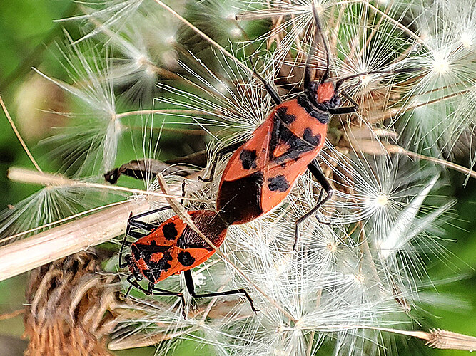 hyoscyami