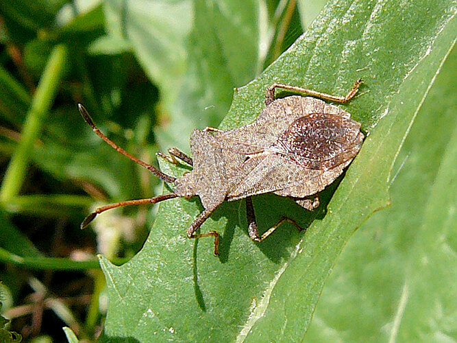 marginatus