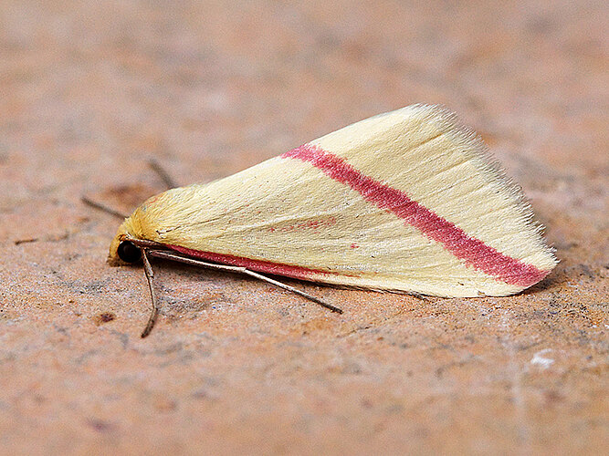 sacraria