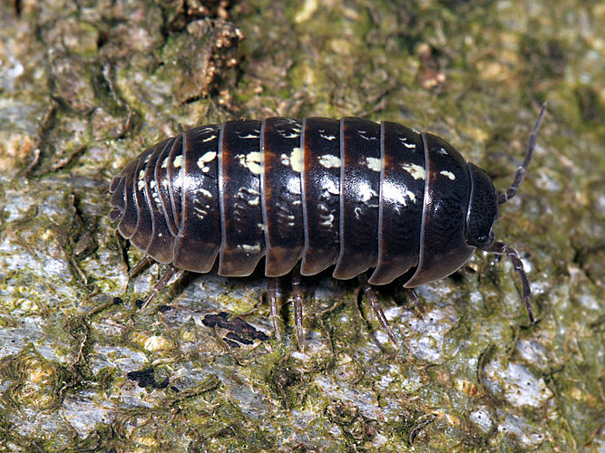 vulgare
