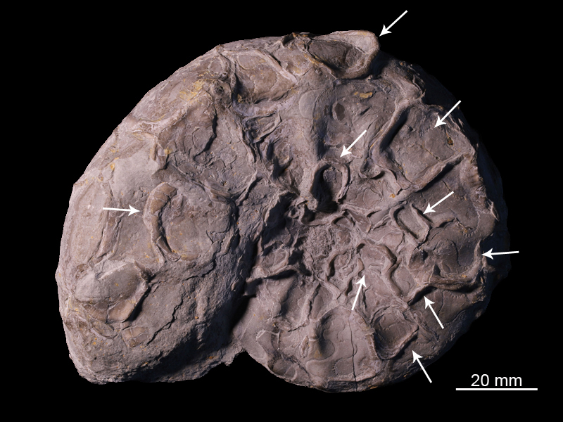 Art Naturportal Südwest