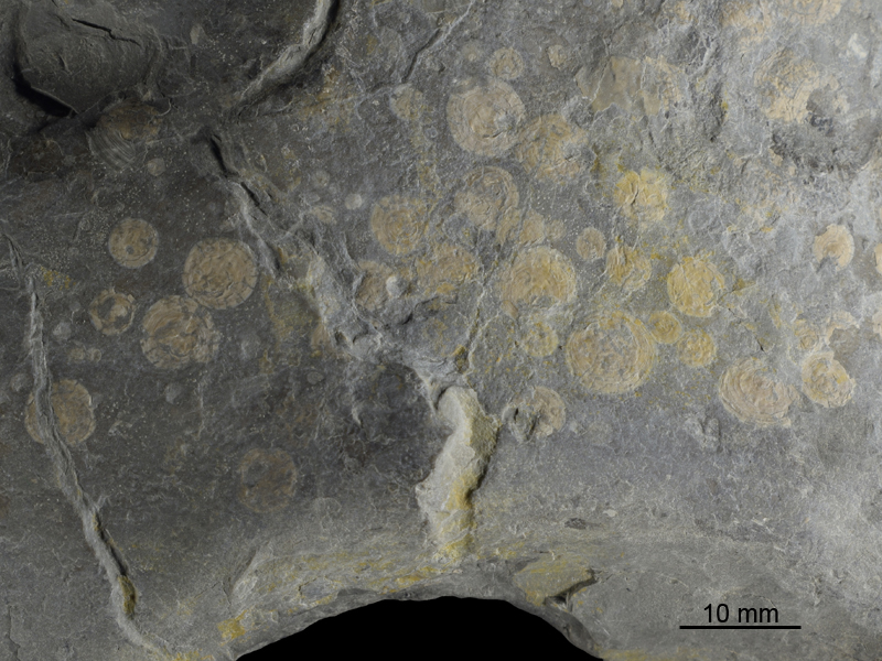 Bestimmung Naturportal Südwest