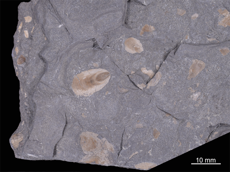 Art Naturportal Südwest