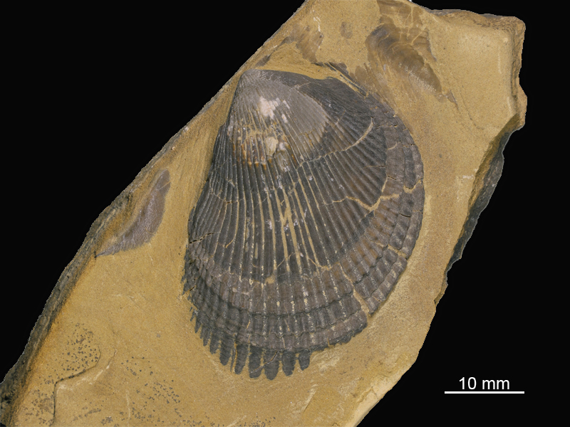 Art Naturportal Südwest