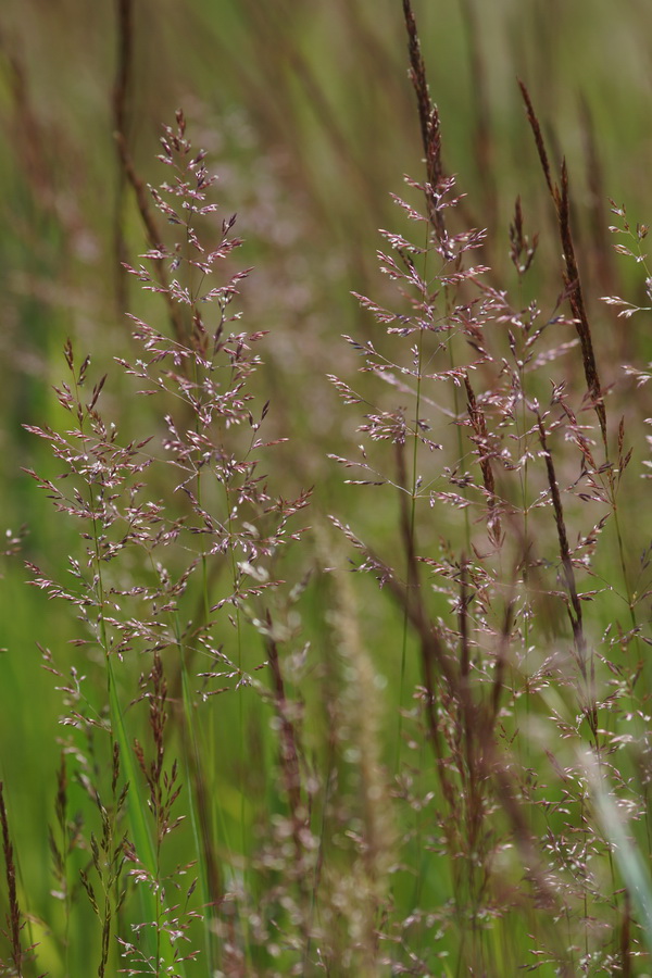Art | Naturportal Sdwest