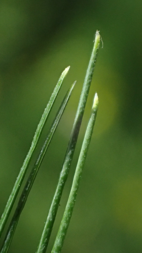 ovina