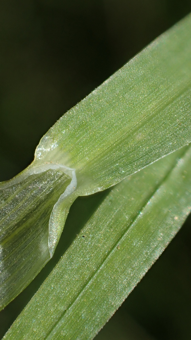 Poa Supina Erkennen
