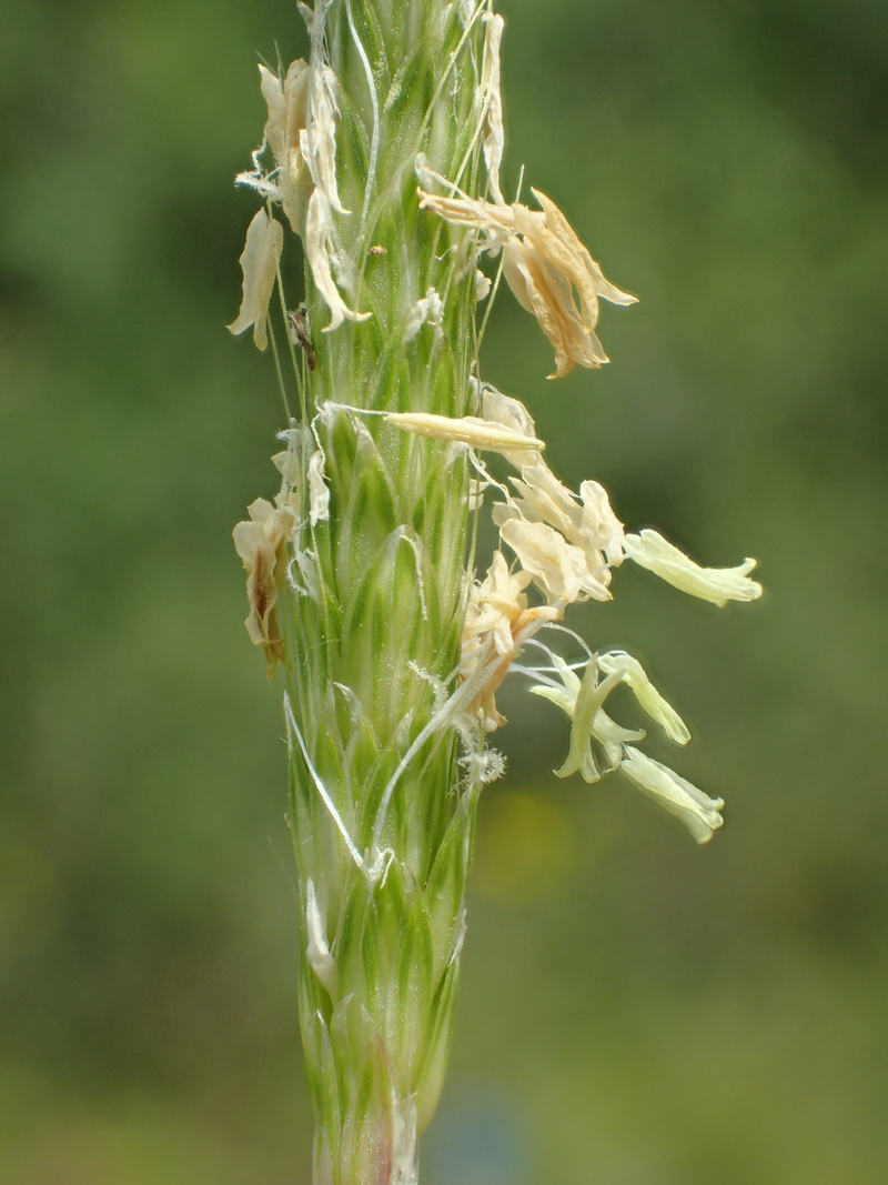 Art Naturportal Südwest