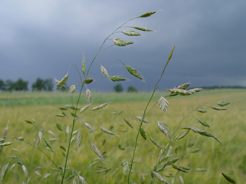 Art Naturportal Südwest
