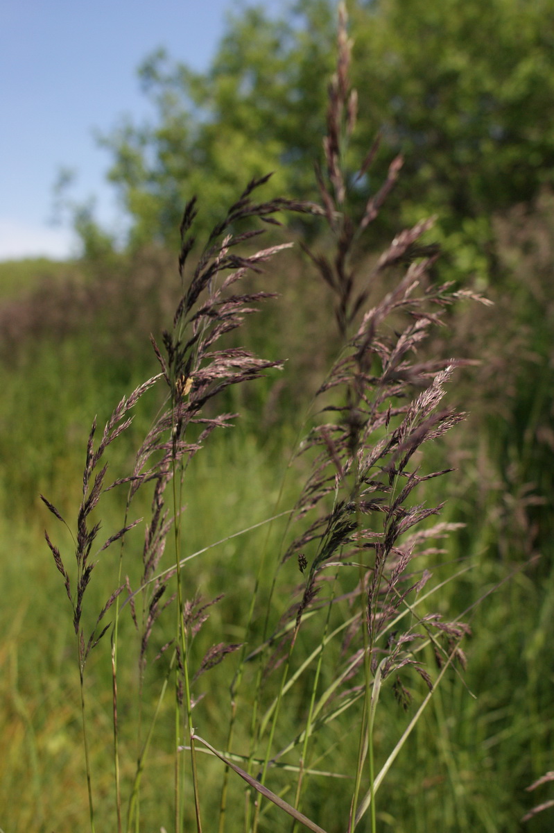 Art Naturportal Südwest