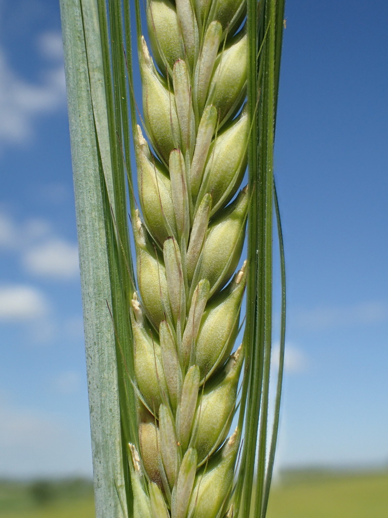 Art Naturportal Südwest