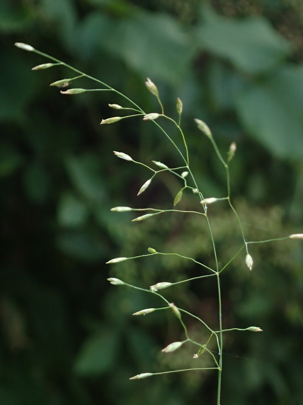 Art Naturportal Südwest