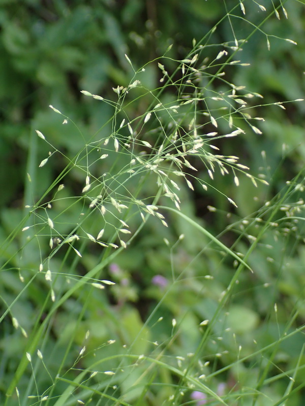 Art Naturportal Südwest