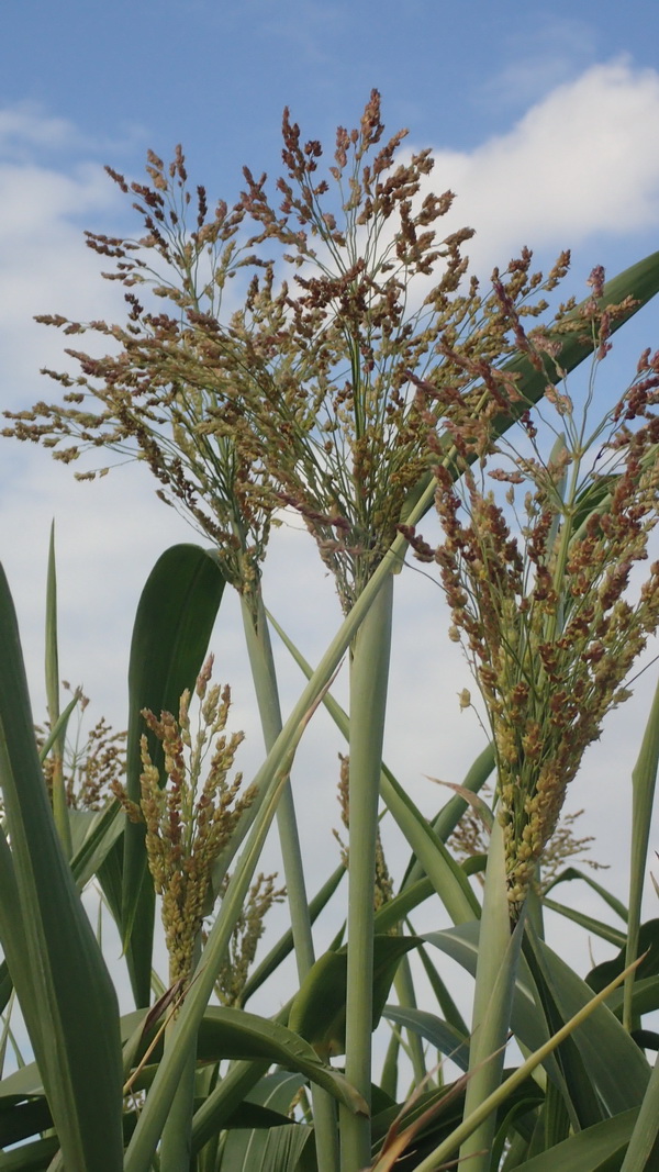 Art Naturportal Südwest