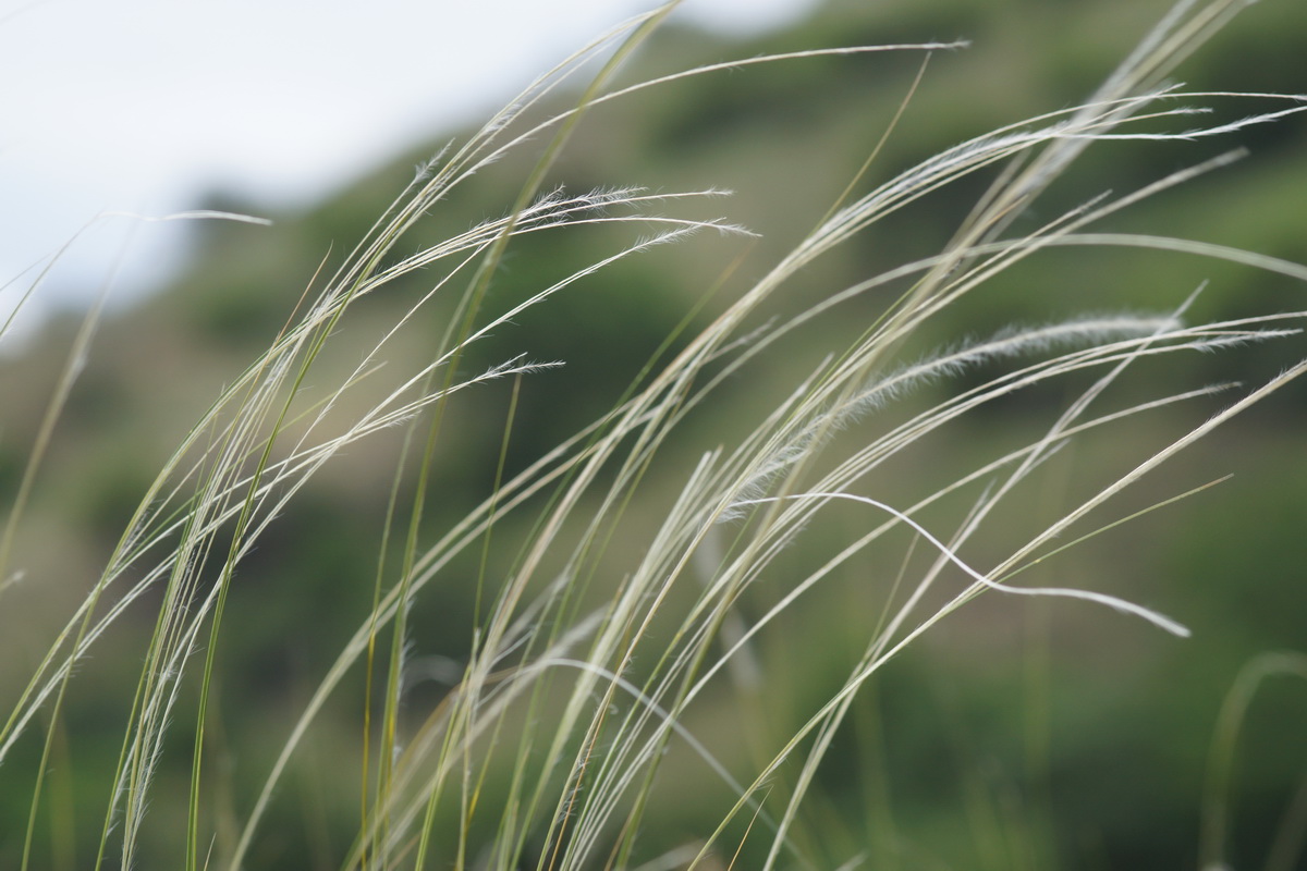 Art Naturportal Südwest