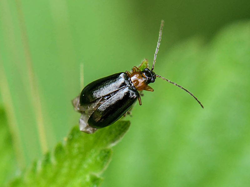 Art Naturportal Südwest