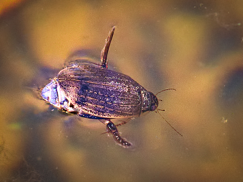 Art Naturportal Südwest