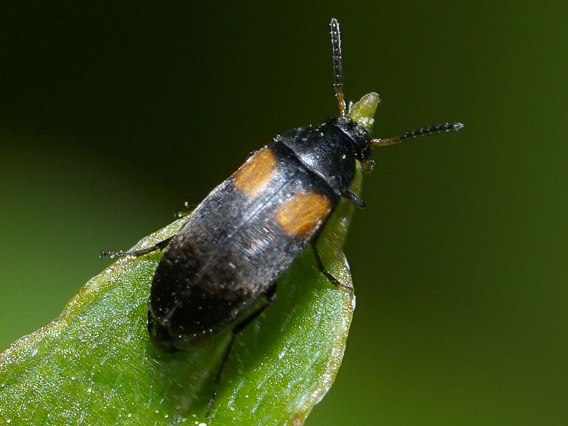 Art Naturportal Südwest