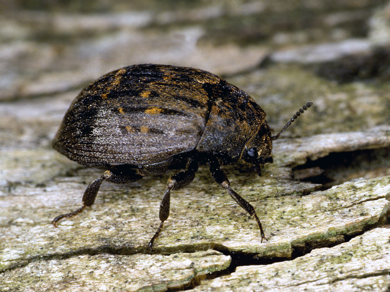 Art | Naturportal Südwest