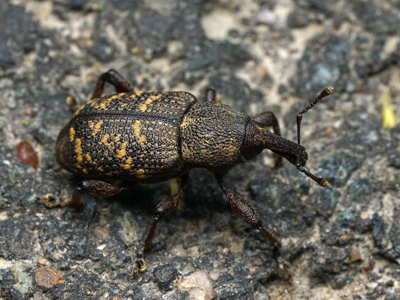 Fichtenrüsselkäfer Rüsselkäfer Hylobius abietis Farbdruck von 1959 Coleoptera 