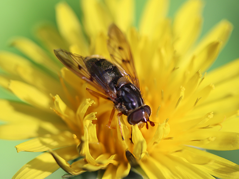 Art Naturportal Südwest