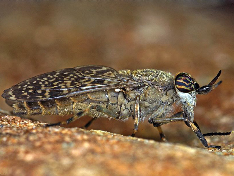 https://naturportal-suedwest.de/fileadmin/naturportal_suedwest/Insekten/Speziesbilder/Insecta/Diptera/Haematopota_pluvialis_02_16-07-2015.jpg