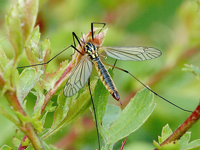 Art Naturportal Südwest