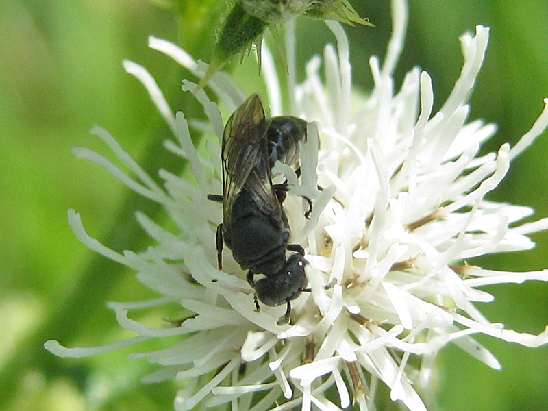 Art Naturportal Südwest