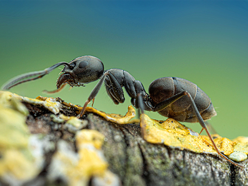 Magnu Insect Art | Naturportal Südwest