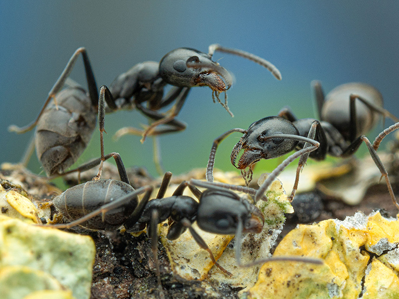Magnu Insect Art | Naturportal Südwest