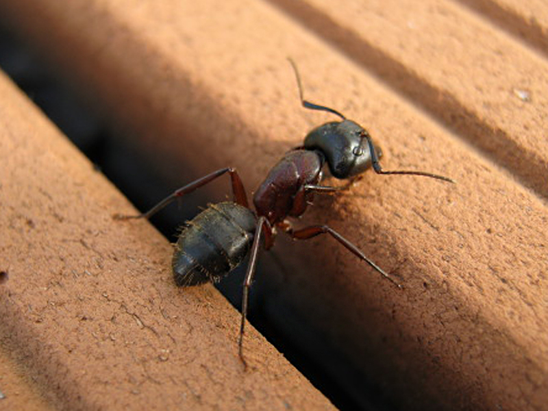 Art | Naturportal Südwest