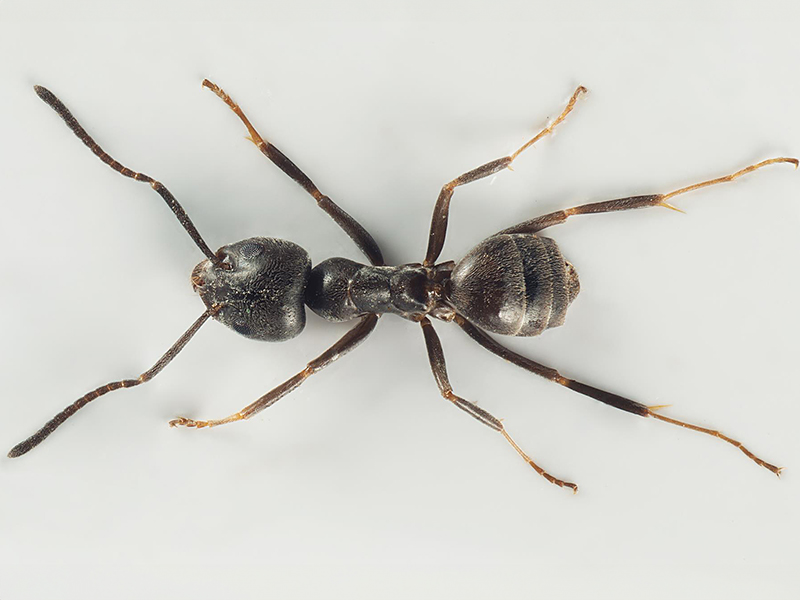 Magnu Insect Art | Naturportal Südwest