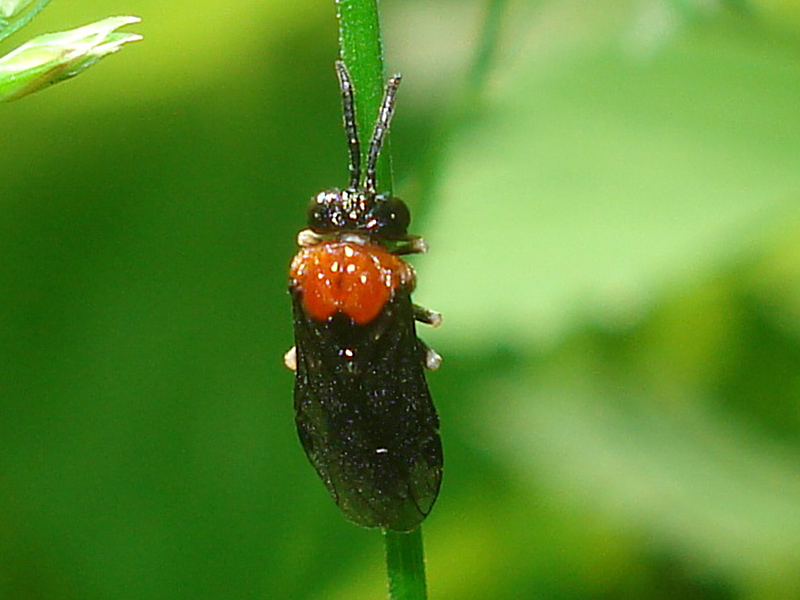 Art Naturportal Südwest