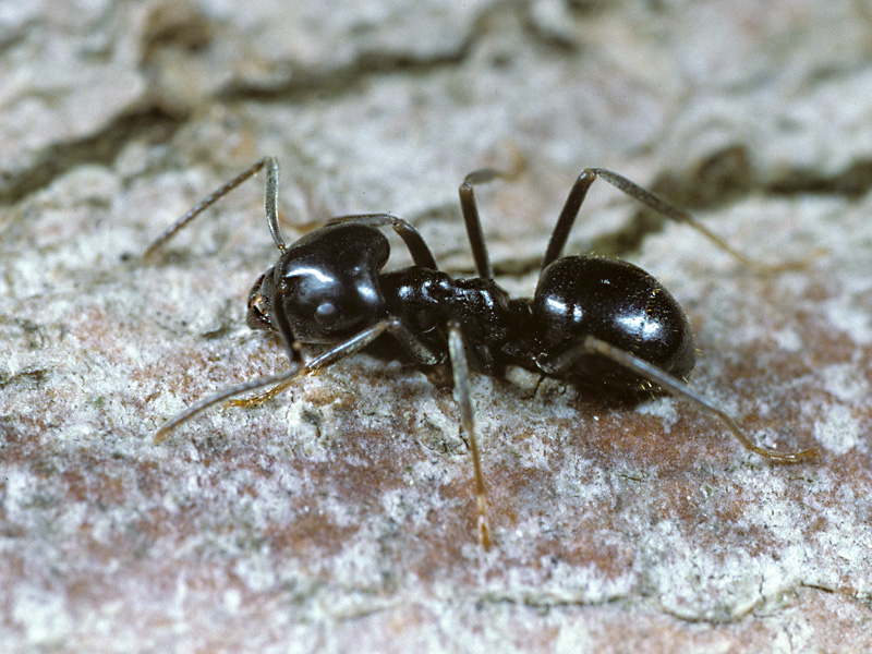 vergeilter kaktus Cereus peruvianus main image 0
