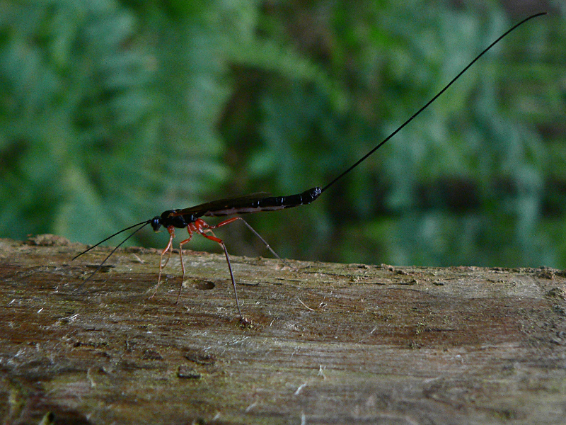 Art Naturportal Südwest