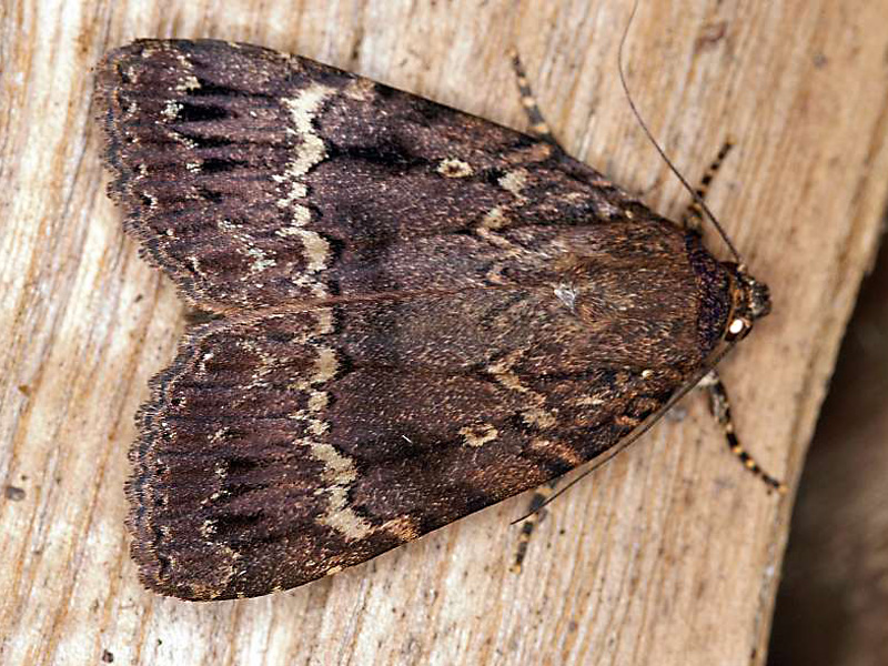 Art Naturportal Südwest