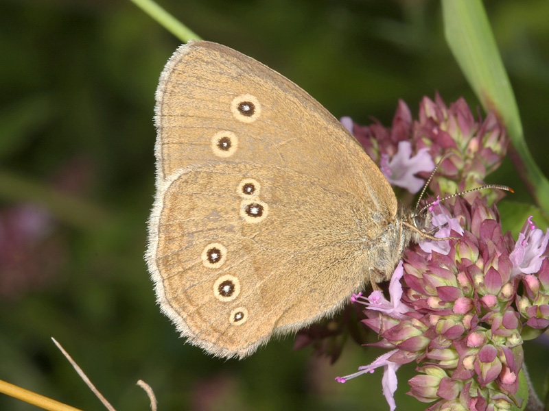 Art Naturportal Südwest