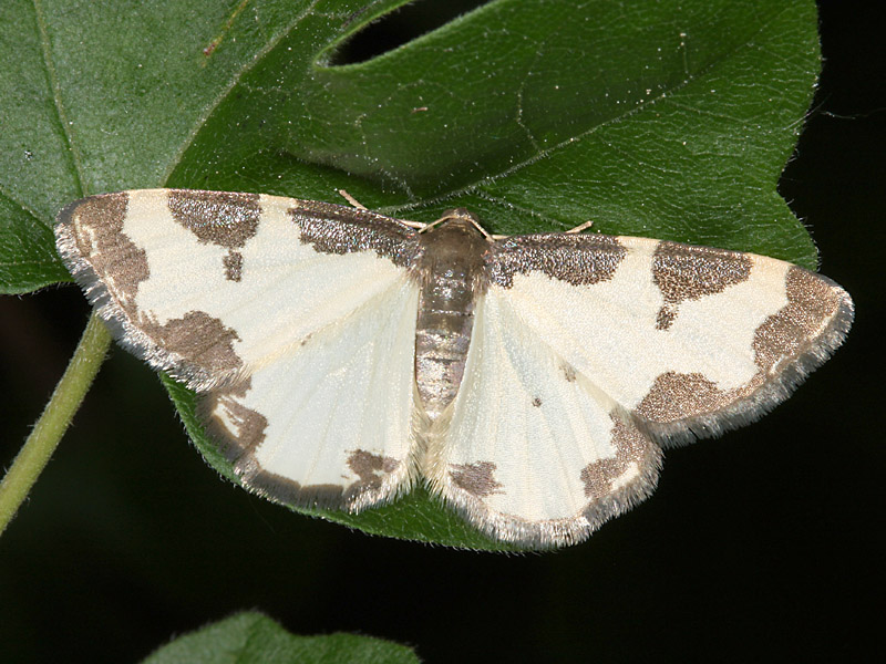 Art | Naturportal Sdwest