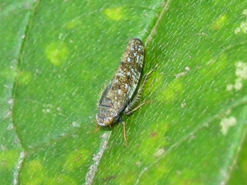 Art Naturportal Südwest