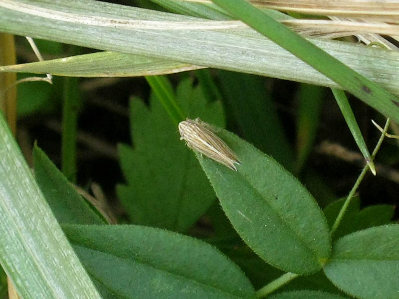 Art Naturportal Südwest