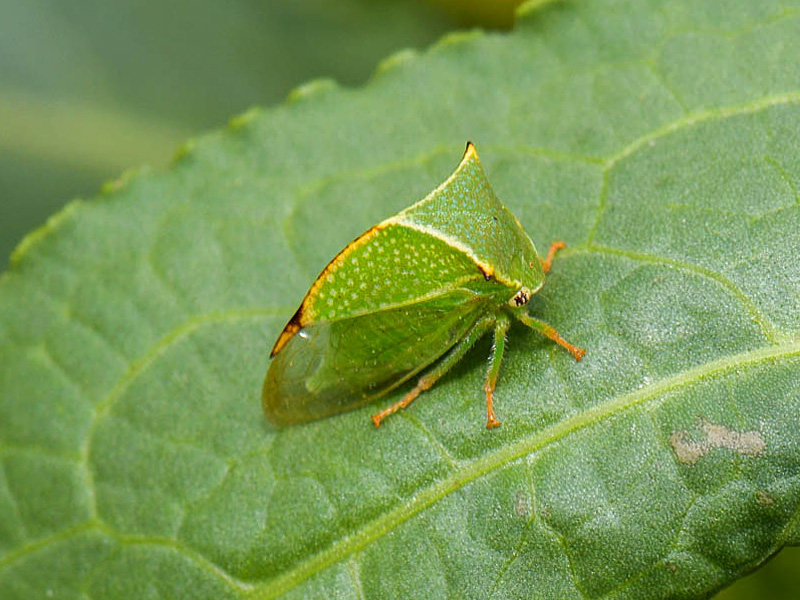 Art Naturportal Südwest