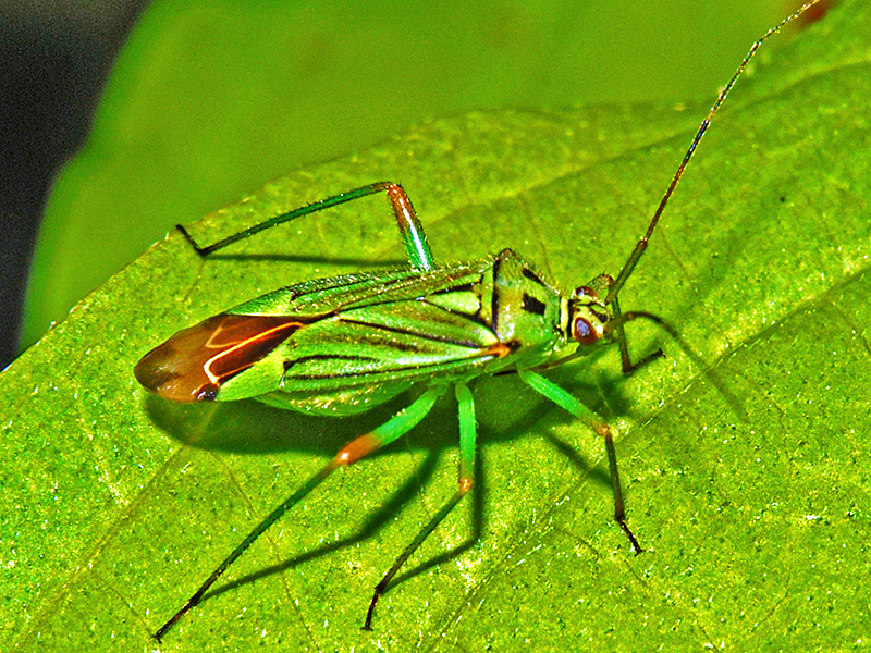 Art Naturportal Südwest