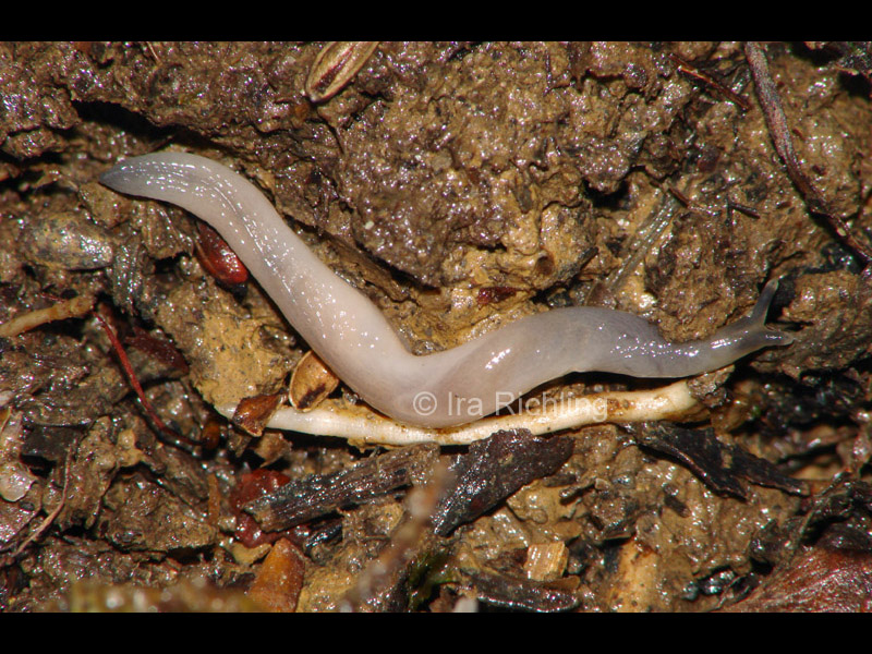 Art Naturportal Südwest