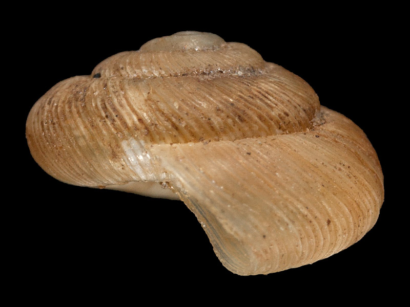 Art | Naturportal Südwest