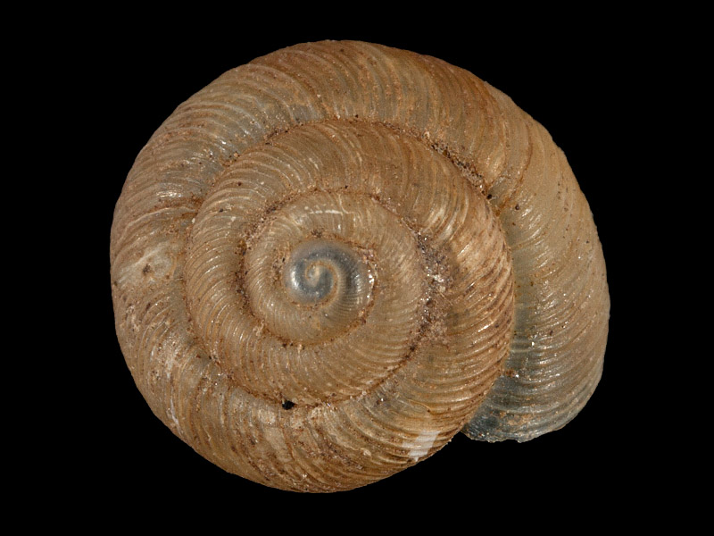 Art | Naturportal Südwest