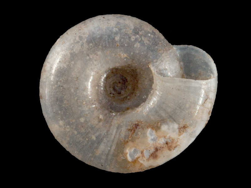 singleyana