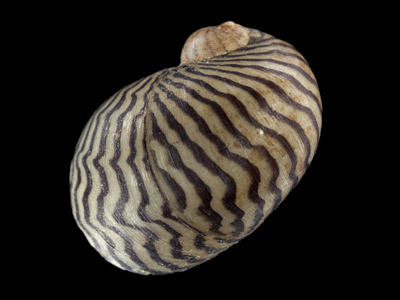 Schlüssel Theodoxus Naturportal Südwest