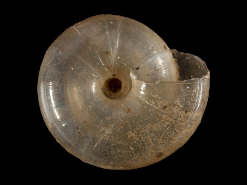 Art Naturportal Südwest